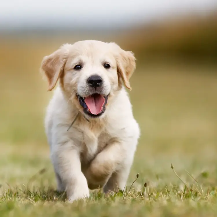 Convite Post Para Pet Shop Postagem