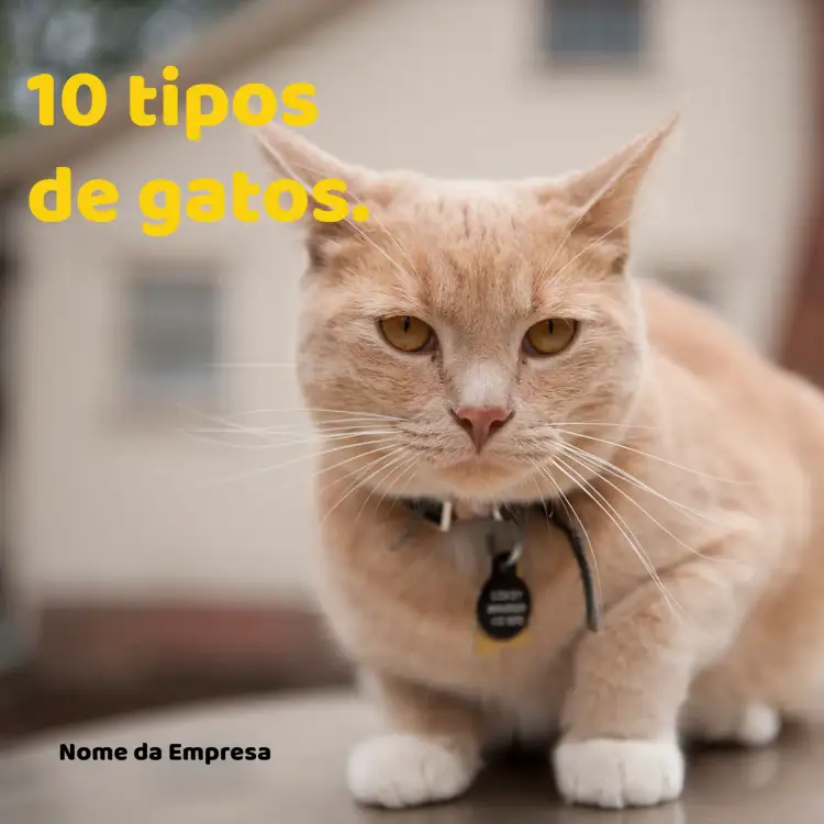 Convite Post Para Pet Shop Gato – tema Mais pesquisados amarelo vibrante, fofo e divertido, ilustrações de animais, estilo moderno, inspirado em pets, elementos gráficos de patinhas