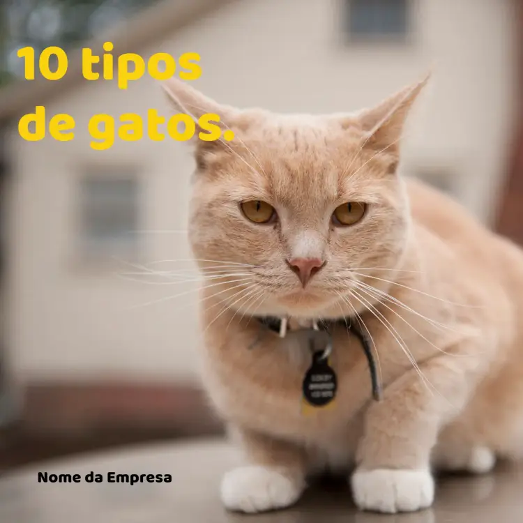 Convite Post Para Pet Shop Gato