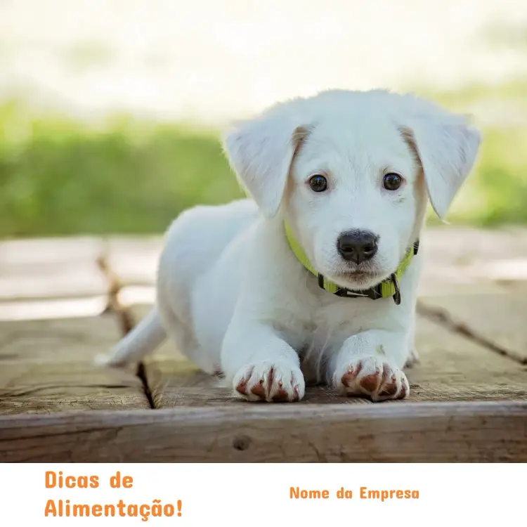 Convite Post Para Pet Shop Cão