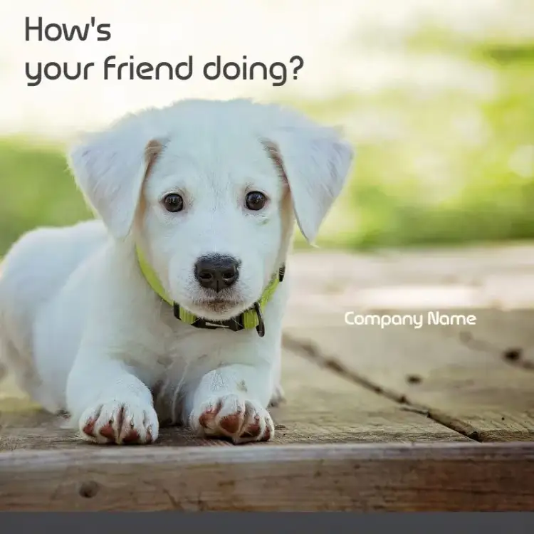 Invitation Post Postagem For Pet Companies – Most searched for theme modern, colorful, fun, minimalist, animal illustrations