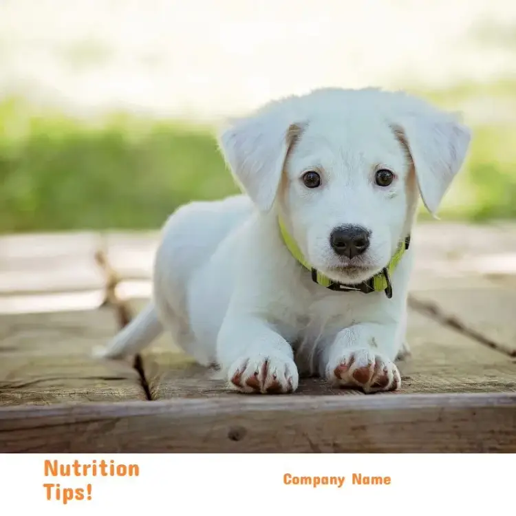 Post For Dog Pet Shop invitation