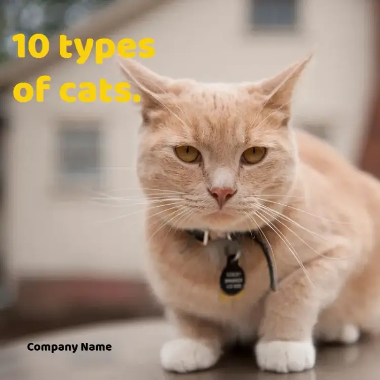Post For Cat Pet Shop invitation