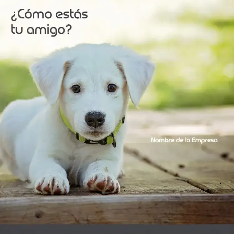 Invitación Publicación de Post para Empresas de Mascotas – tema Más buscados moderno, colorido, divertido, minimalista, ilustraciones de animales
