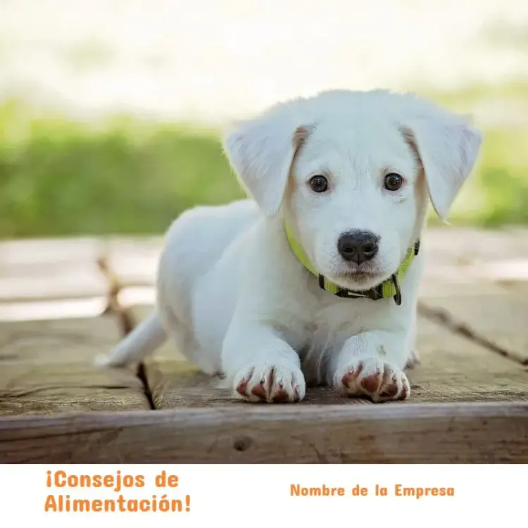 Invitación Publicación Para Pet Shop Perro