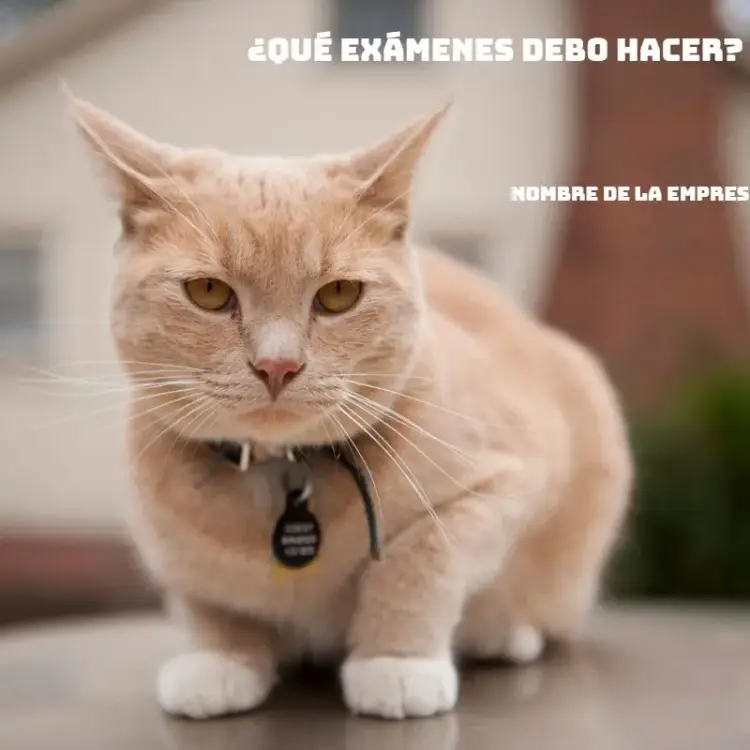 Invitación Publicación Para Pet Shop