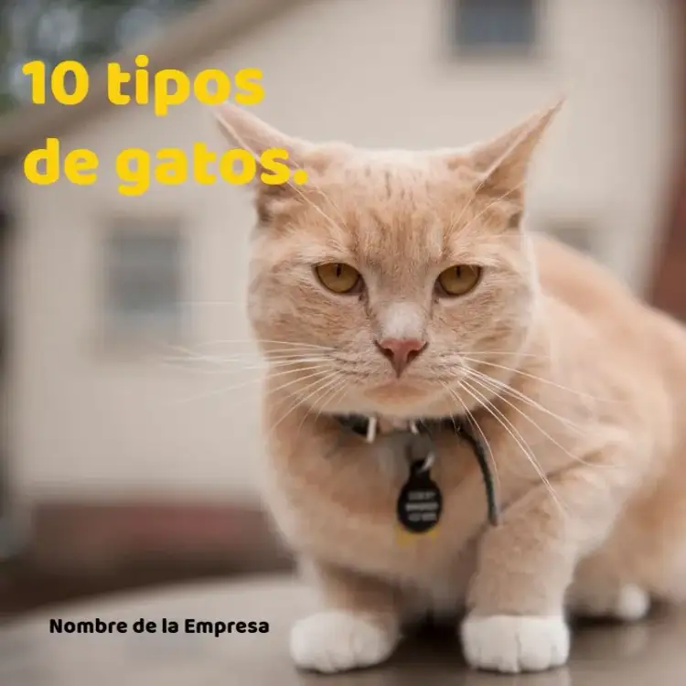 Invitación Publicación Para Tienda de Mascotas Gato – tema Más buscados amarillo vibrante, tierno y divertido, ilustraciones de animales, estilo moderno, inspirado en mascotas, elementos gráficos de patitas